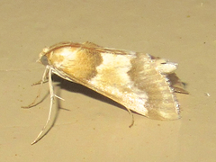 Pseudoschinia elautalis