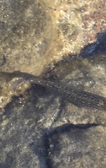 Parablennius parvicornis