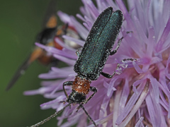 Anogcodes fulvicollis