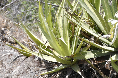 Agave angustiarum Trel.