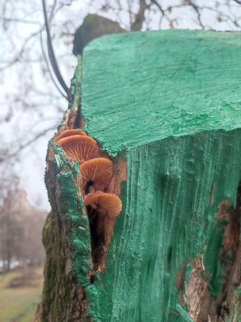 Flammulina · December 2025 · photo: © passingthrough (iNaturalist, cc-by)