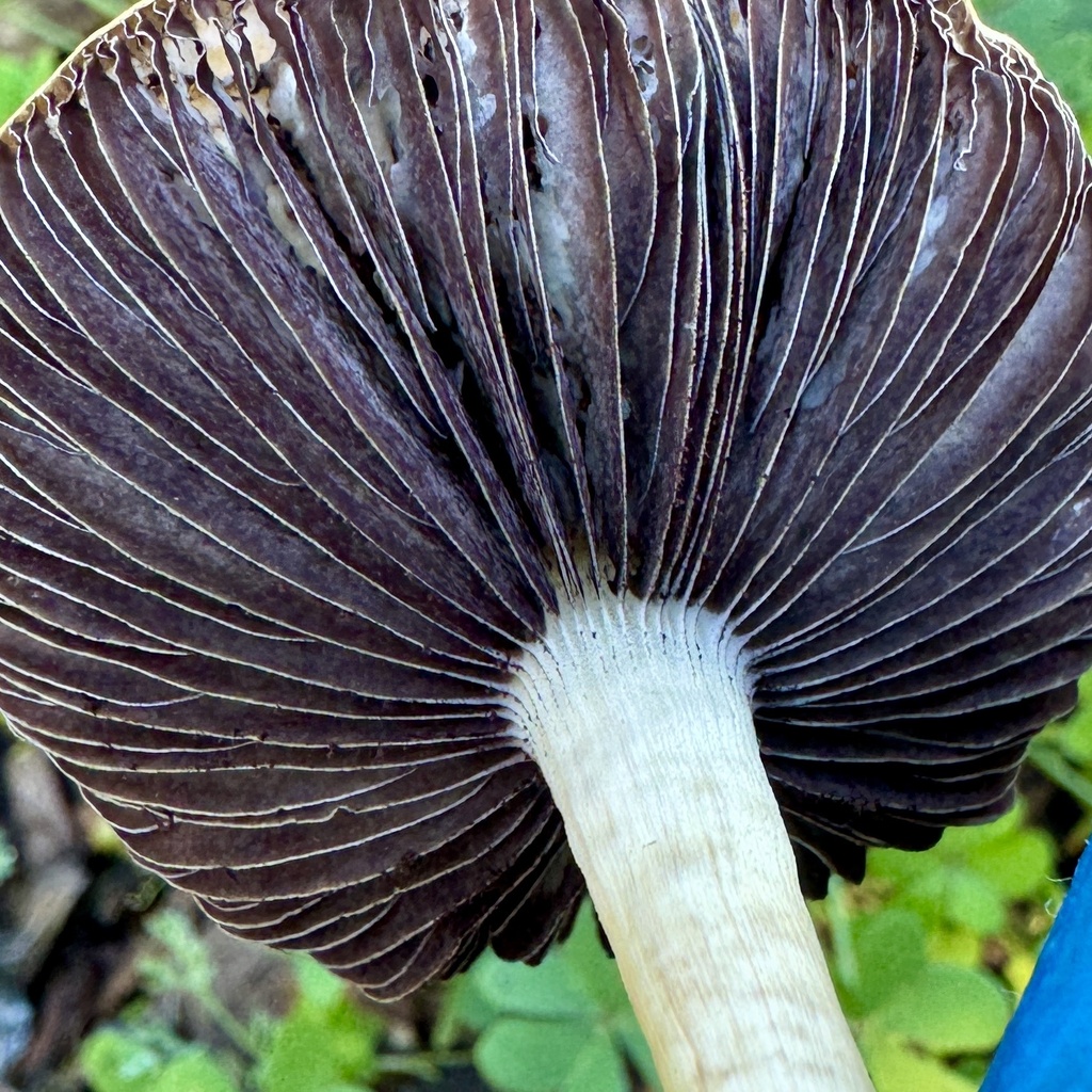Leratiomyces percevalii · December 2025 · photo: © karenoffereins (iNaturalist, cc-by)