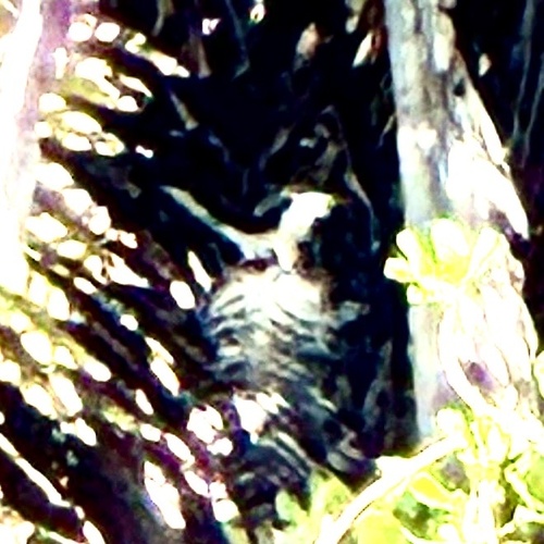 View observation of {o.common_name} on iNaturalist