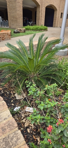 Cycads