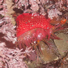 Cribrinopsis albopunctata