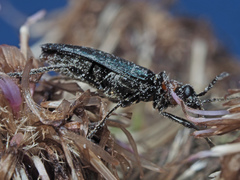 Anogcodes fulvicollis