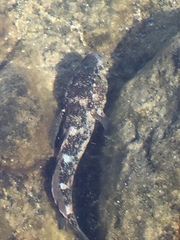 Mauligobius maderensis