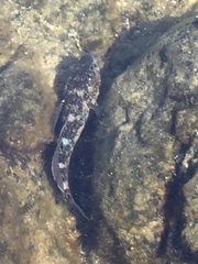 Mauligobius maderensis