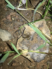 Pseudopaludicola falcipes