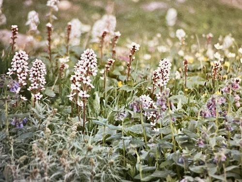 Richardson's Brookfoam (Boykinia richardsonii)