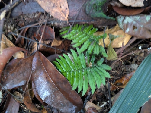 Tansy bristle fern (Trichomanes pinnatum)