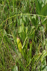 Spiranthes diluvialis