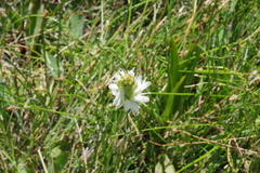 Spiranthes diluvialis