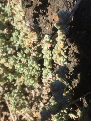 Halogeton glomeratus