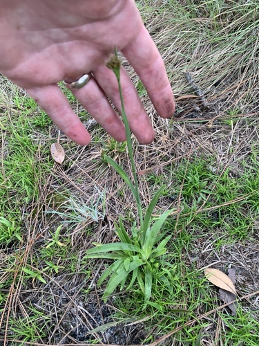 Fringed Beaksedge (Rhynchospora ciliaris)
