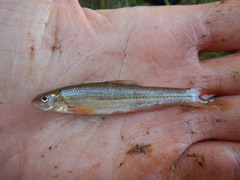 Phenacobius mirabilis