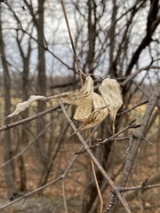 Vincetoxicum rossicum