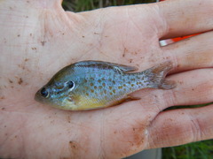 Lepomis humilis