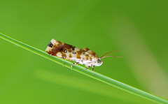 Acontia natalis