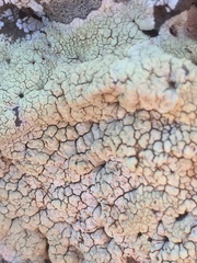 Protoparmeliopsis pinguis