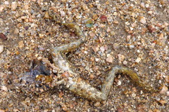 Lithobates yavapaiensis