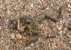 Lithobates yavapaiensis