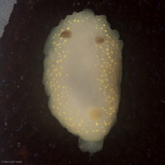 Cadlina modesta