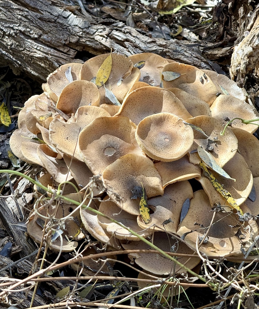 Armillaria mellea · December 2025 · photo: © aparrot1 (iNaturalist, cc0)