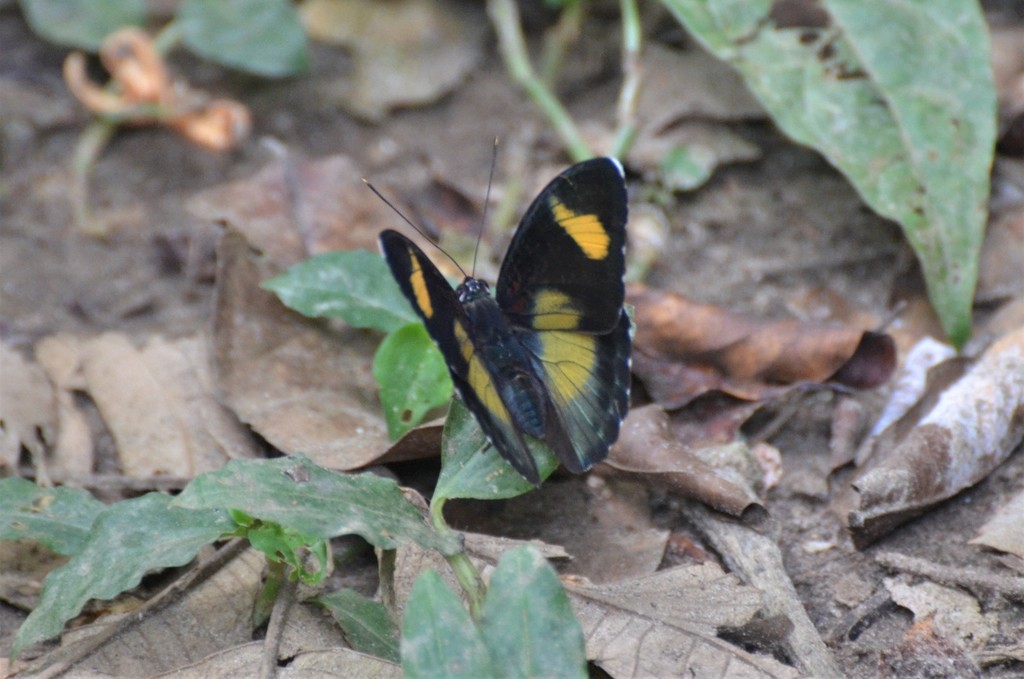 Euphaedra permixtum
