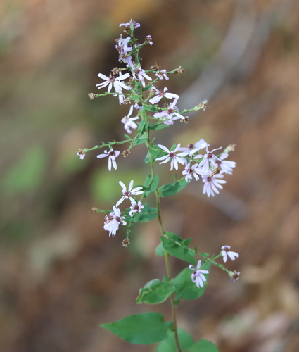wavy-leaf aster (Symphyotrichum undulatum)