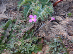 Malcolmia triloba