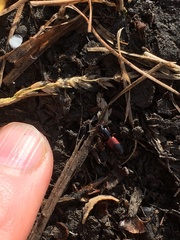 Clivina basalis