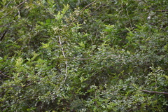 Zanthoxylum fagara
