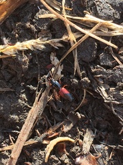 Clivina basalis