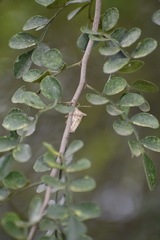 Zanthoxylum fagara