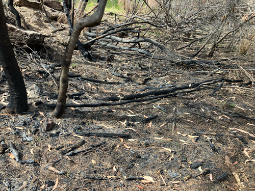 Red-bellied Black Snake sighting