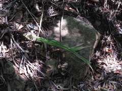 Chasmanthe aethiopica