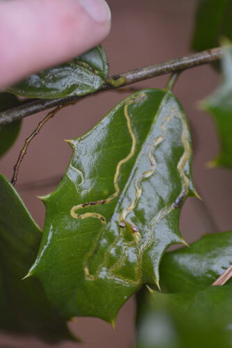 Unknown species found near 8305 Camp Durant Rd, Raleigh, NC 27614