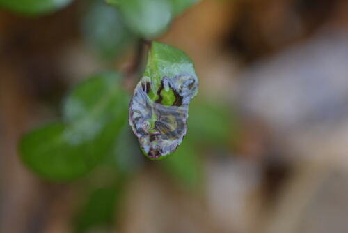 Unknown species found near 8305 Camp Durant Rd, Raleigh, NC 27614