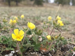 Potentilla arenosa