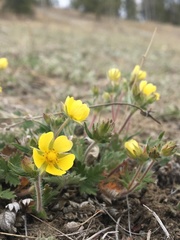 Potentilla arenosa