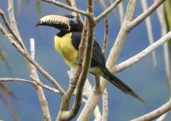 Pteroglossus inscriptus