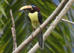 Pteroglossus inscriptus