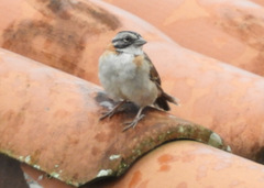 Zonotrichia capensis