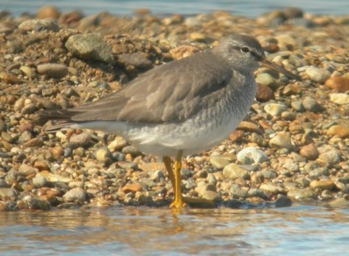 Grey-tailed Tattler
