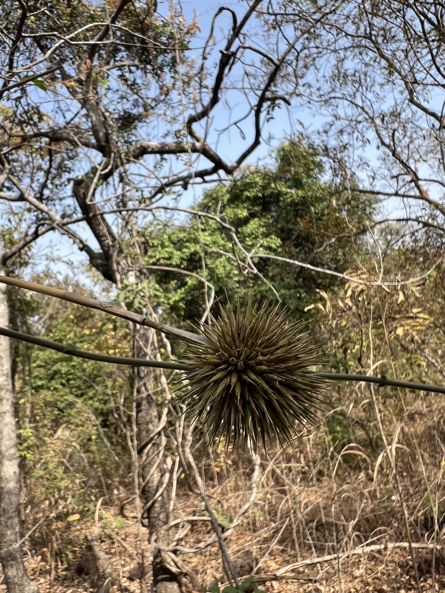 Imagem de bambu-abissínio