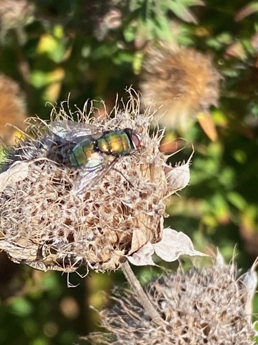 Unknown species found near East Nashville, Nashville, TN, USA