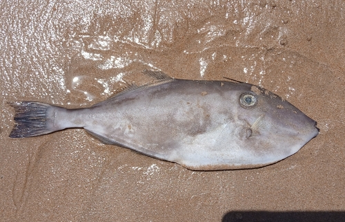 Aluterus monoceros