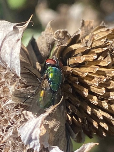 Unknown species found near East Nashville, Nashville, TN, USA