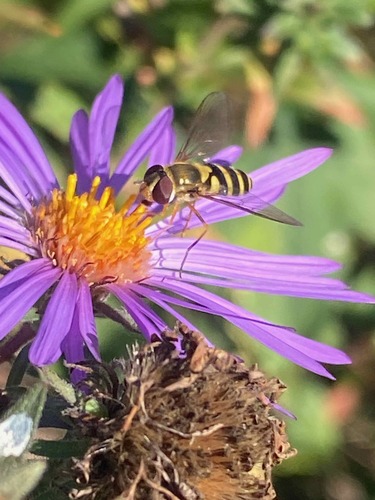 Unknown species found near East Nashville, Nashville, TN, USA